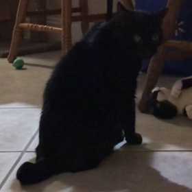 Lost Cat