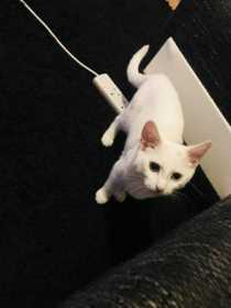Lost Cat