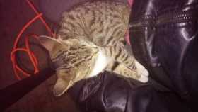 Lost Cat