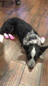 Lost Dog