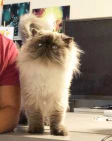 Lost Cat