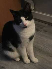 Lost Cat