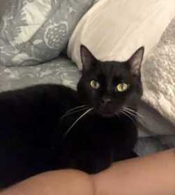 Lost Cat