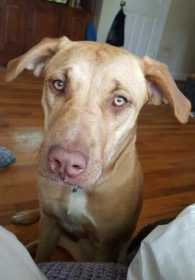 Lost Dog