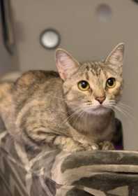 Lost Cat
