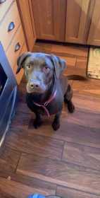 Lost Dog