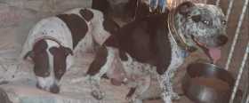 Lost Dog