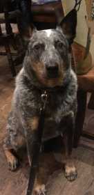 Lost Dog