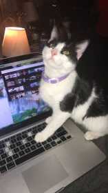 Lost Cat