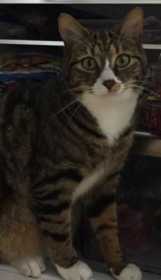 Lost Cat
