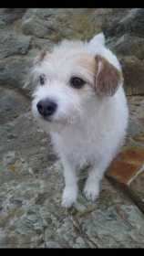 Lost Dog