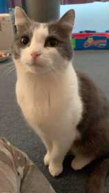 Lost Cat