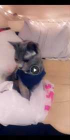 Lost Cat
