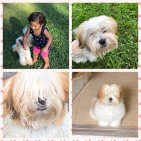 Lost Dog