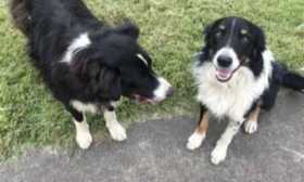 Lost Dog