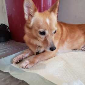 Lost Dog