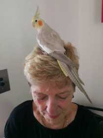 Lost Cockatiel