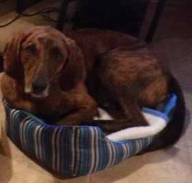Lost Dog