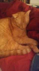 Lost Cat