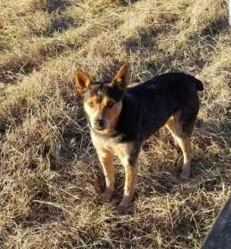 Lost Dog