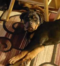 Lost Dog