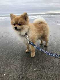 Lost Dog