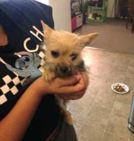 Lost Dog