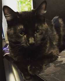 Lost Cat