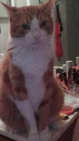 Lost Cat