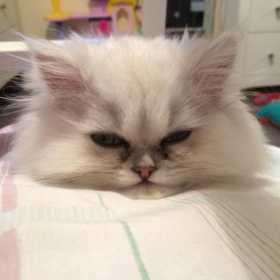 Lost Cat