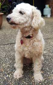 Lost Dog