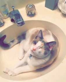 Lost Cat