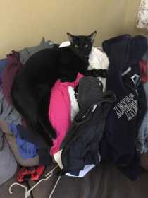 Lost Cat