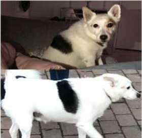 Lost Dog