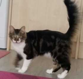 Lost Cat