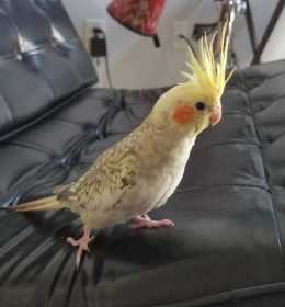 Lost Cockatiel