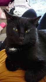 Lost Cat