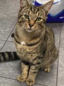Lost Cat