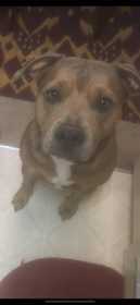 Lost Dog