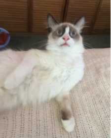 Lost Cat