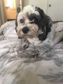 Lost Dog