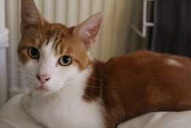 Lost Cat