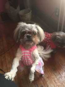 Lost Dog