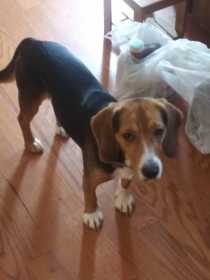 Lost Dog