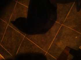 Lost Cat