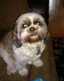 Lost Dog