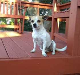 Lost Dog