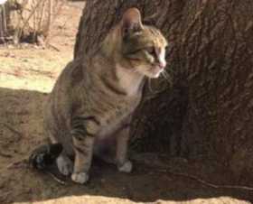 Lost Cat