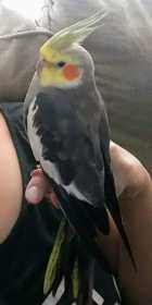 Lost Cockatiel