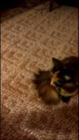 Lost Cat